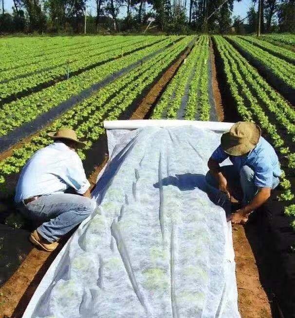 polypropylene non woven fabric with UV treated for agricultu